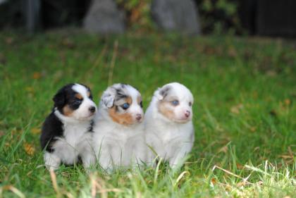 3 Süsse Aussiemädchen suchen noch Ihr Zuhause