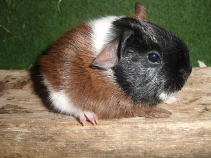 Meerschweinchen Babys und Kastrate abzugeben