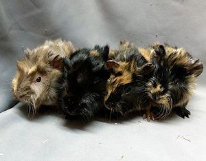 US-Teddy und Rosetten-Meerschweinchen aus Hobbyzucht