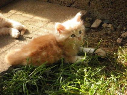 Maine Coon Kätzchen