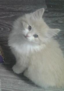 Typvolle Norwegischewaldkatzen Babys mit Luxpinsel, Papiere, Impfungen sehr vers