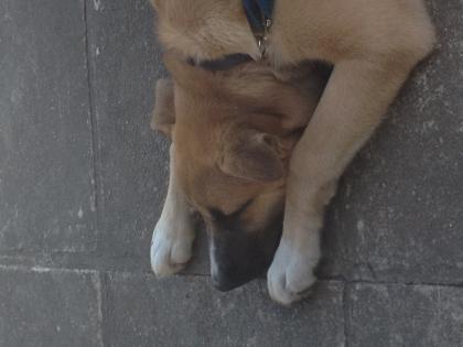 Shadow, auf der Suche nach dem Glück!!!!