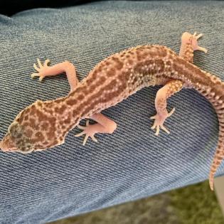 2.0 Blood het Raptor & Raptor het Diablo Blanco Enz 21 Leopardgecko Männchen aus