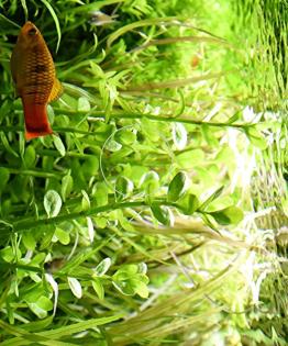 Fettblatt, Aquariumpflanzen, Versand