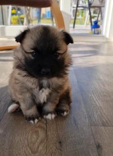 Mittelspitz Welpen zu verkaufen