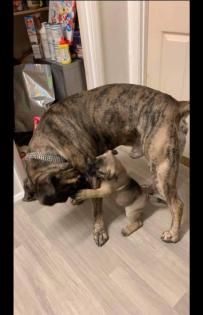 Deutsche Dogge Welpen