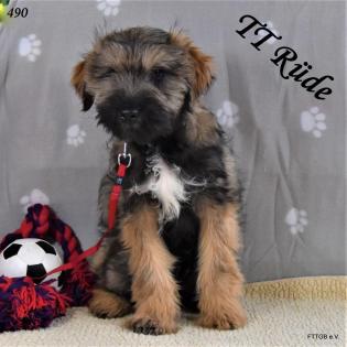2 Tibet Terrier Welpen in der Farbe Zobel suchen eine neue Familie!