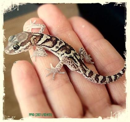 Echsen / Geckos ( Paroedura picta )