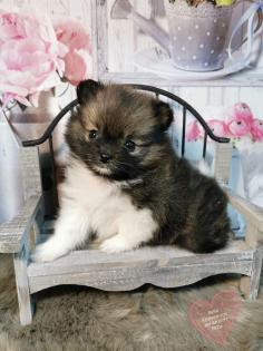 Pomeranianwelpen gescheckt, orange, 