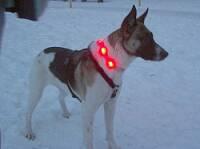 Leuchthalsband für Hunde - LED