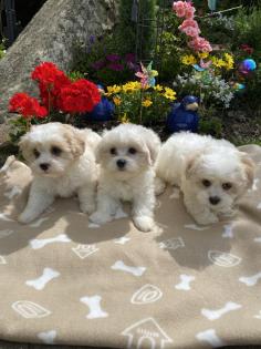 Cavalonka ( Bolonka ) mit Ahnentafel