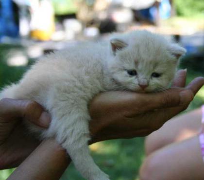 BKH/Kartäuser in cream u.blau