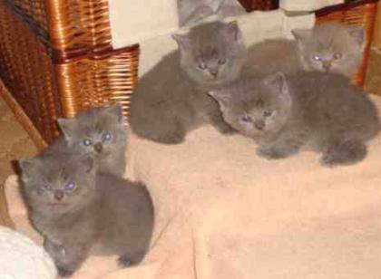 Kartäuser und BKH Kitten