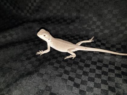 Seltene weiße und rote Bartagamen Pogona Vitticeps