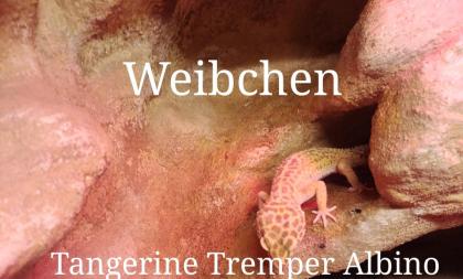 Leopardgecko Gruppe + Terrarium