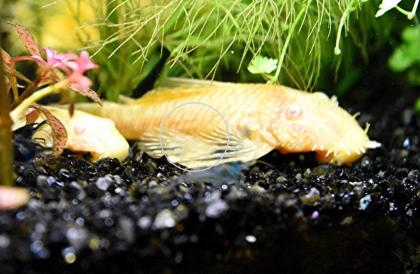 Gold-/ Albinowels (Versand/ Abholung)