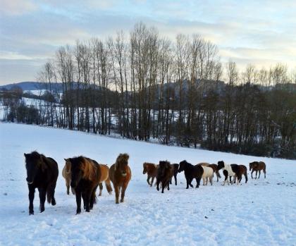 Alles für die Pferde! - Pferdepension und Jungpferdeaufzucht Gut und Günstig