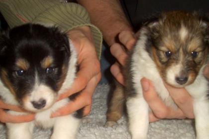 Sheltie--Welpen