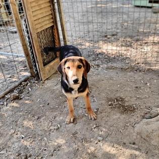 Lara sucht ein passendes Zuhause