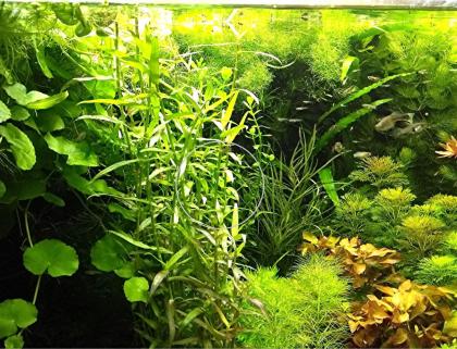 Aquarien - Bambus, Bündel, Aquarienpflanzen (Versand/ Abholung)