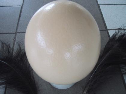 Straußenei Straussenei Speiseei voll