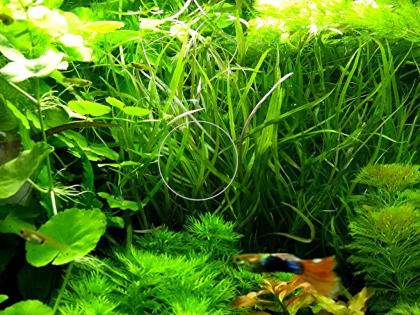 Amerikanischer Wasserstern, RARITÄT, Wasserpflanzen, Versand