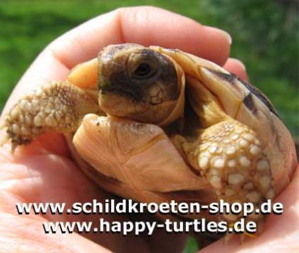 SCHILDKRÖTEN SHOP Zubehör