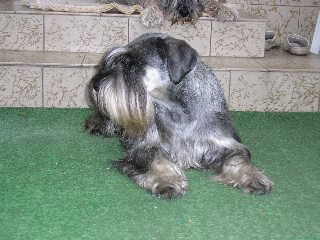 Mittelschnauzer