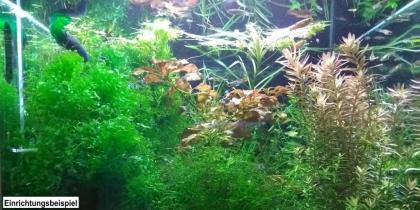 LDA 16, Schildpatt, reinerbig, RARITÄT (Versand/ Abholung)