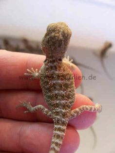 Farbige Bartagamen Babies