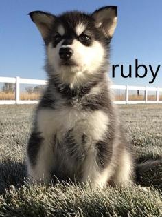 Wunderschöne Husky-Welpen