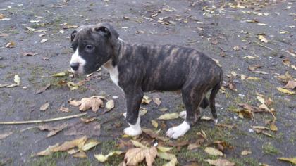 Schöner American Staffordshire Terrier zu verkaufen