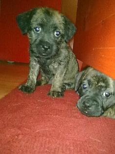 Rüde ' Hündin ' Mischlings Hunde Welpen abzugeben..