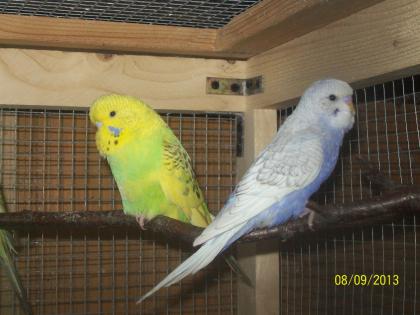 Verkaufe junge  Wellensittiche verschiedene Farben