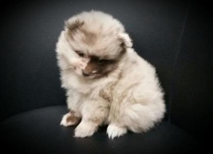 Pomeranianwelpen lilacmerle, 