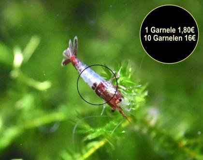 Zwerggarnelen, reinerbig, ab 0, 90€ (Versand/ Abholung)