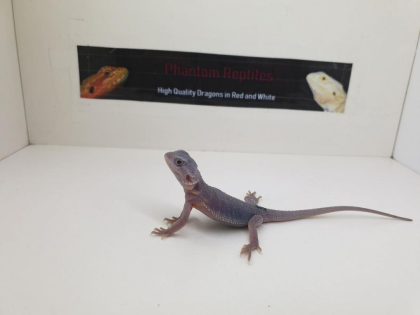 Seltene weiße Zero Hypo Translucent Leatherback Bartagamen Pogona Vitticeps