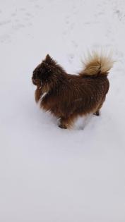 Chihuahua Deckrüde dark schoko