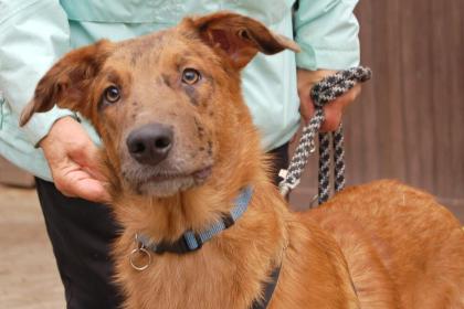 INDIO - Malinois-Aussi-Mix - 7 Monate - Tierhilfe-Franken e.V.