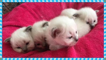 Birma Babys aus Köln