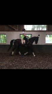 Ambitionierte Reiterin sucht Reitbeteiligung