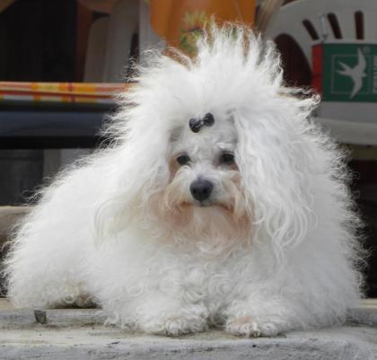 Bologneser mit Stammbaum