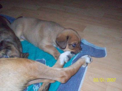 Vier süsse Mischlingswelpen in der 2.Novemberwoche abzugeben