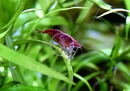 Red Fire Garnele, Zwerggarnele, reinerbig, 9€/ 10 Stck. (Versand/ Abholung)