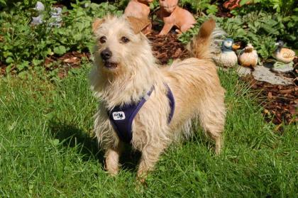 ELLILEIN - Mischling - 4 Jahre - Tierhilfe-Franken e.V.