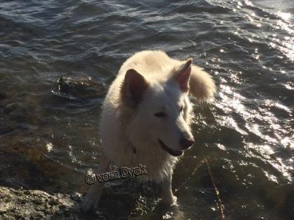 Weisser Schweizer Schäferhund Deckrüde (England Import)