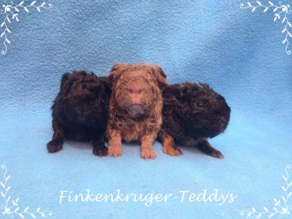 Viele süße Meerschweinchenbabys der Rassen Rex, Glatthaar und US-Teddy können ba