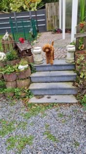 DECKRÜDE KLEINER KLEINPUDEL RED/ MAHAGONY, KEIN VERKAUF