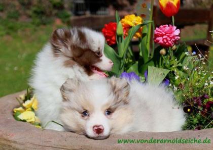 Kleinspitzwelpen merle, 06331258619