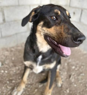 Kimon sucht ein passendes Zuhause